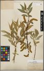 Foto von Salix lucida Muhl.